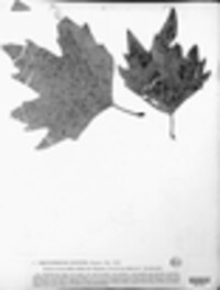 Circinotrichum murinum image